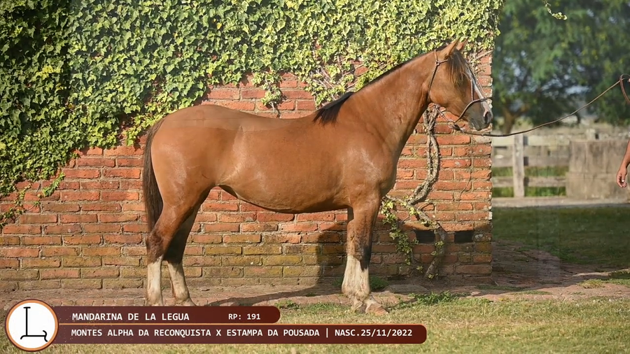 Lote Mandarina de la Legua