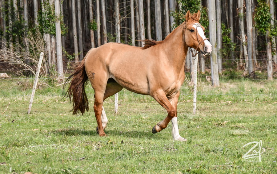 Lote Laviola Ñaquiñá