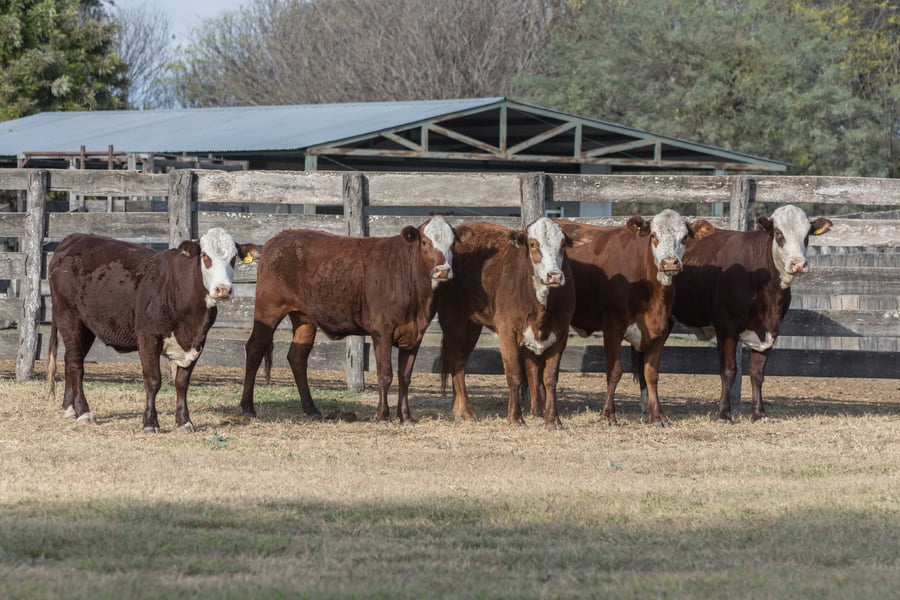 Lote Vaquillonas Cabaña inseminadas Las Meninas (26)