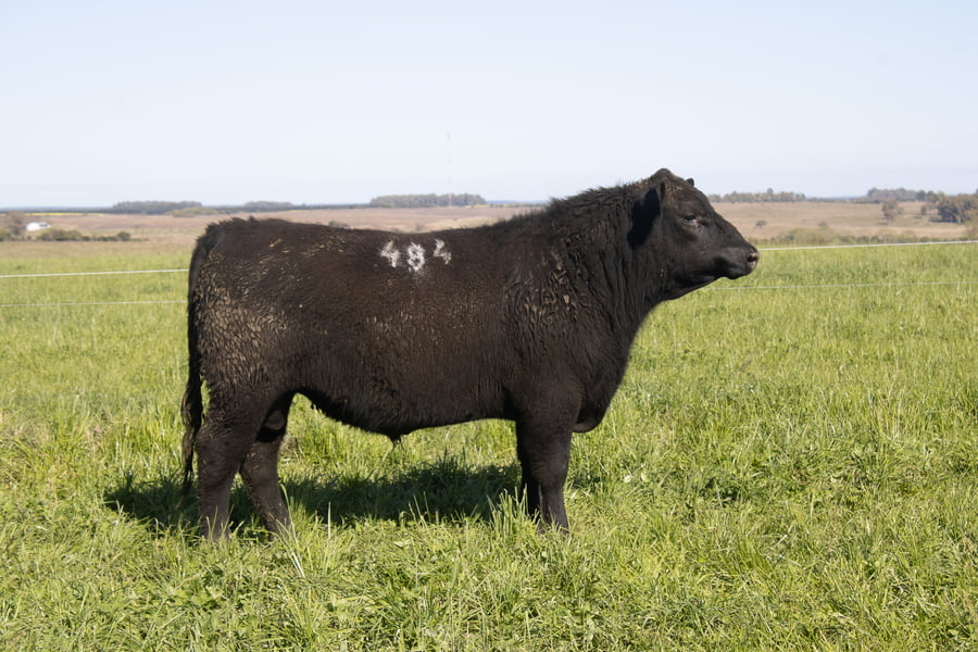 Lote 46