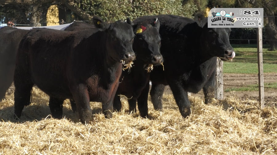 Lote VAQUILLONAS GENERALES PARICION OTOÑO