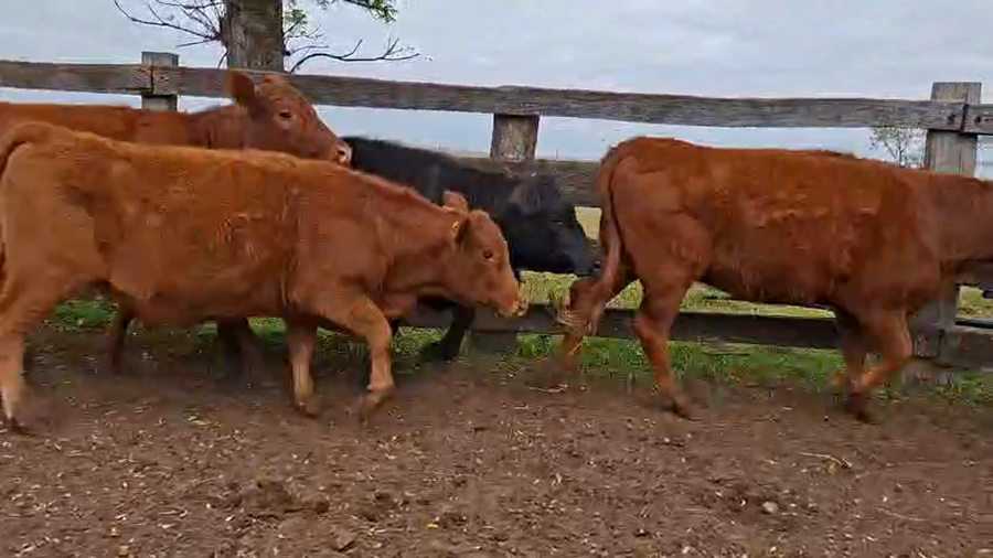 Lote VAQUILLONAS