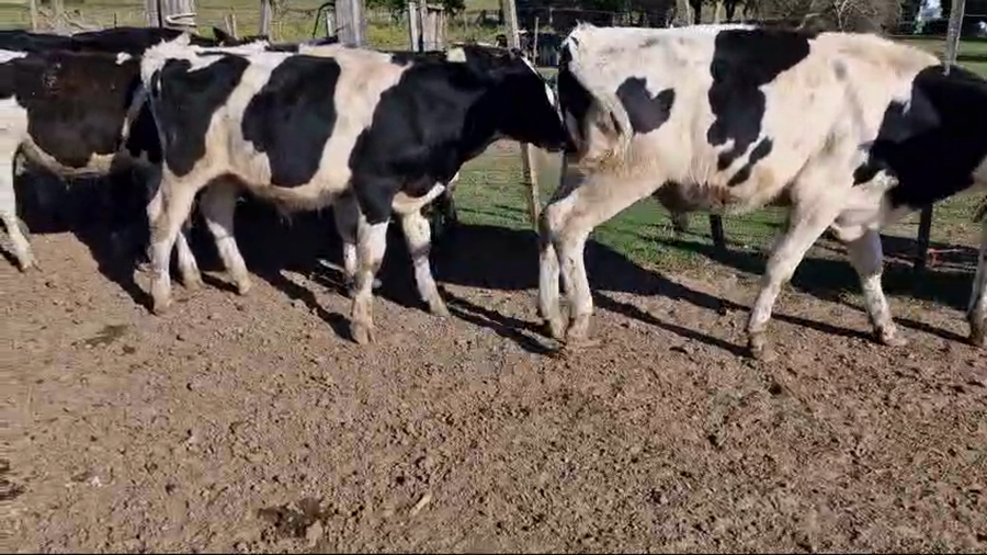 Lote 35 Terneros Holando a remate en Pantalla Camy 160kg -  en Ruta 3 Km 76