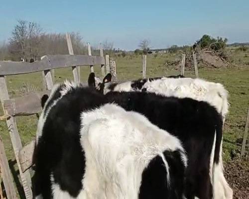 Lote 13 Terneros HOLANDO a remate en Pantalla Camy 0 - 0kg - , San José