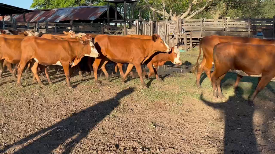 Lote 55 Vaquillonas en Gran Guardia, Formosa