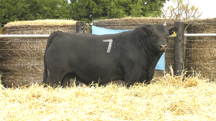 Lote TOROS ANGUS PURO CONTROLADO