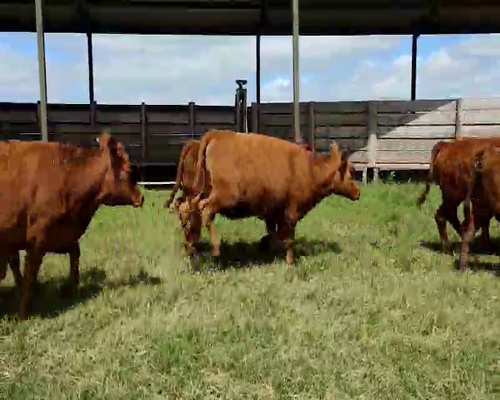 Lote 22 Terneras en Saladillo, Buenos Aires