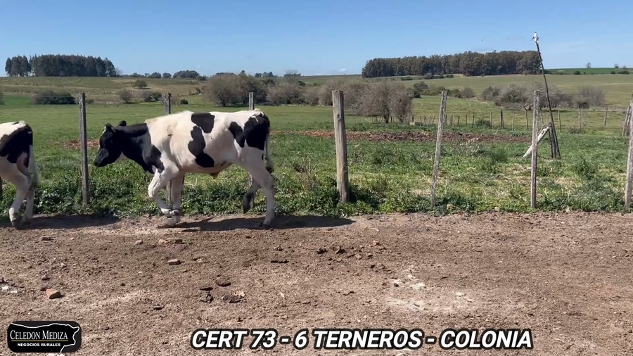 Lote 6 Terneros en Tarariras, Colonia