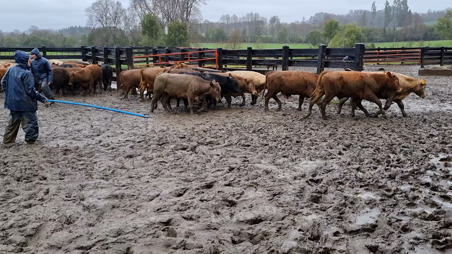 Lote 70 Ternero en Vilcún, IX Región Araucanía