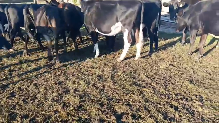 Lote 16 Vaquillonas Vacas Preñadas a remate en Pantalla Camy, San José