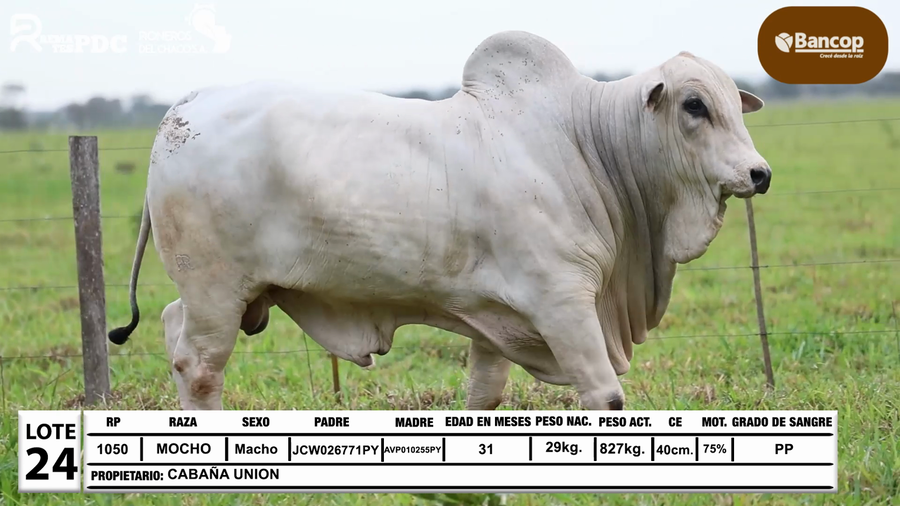 Lote Lote 24