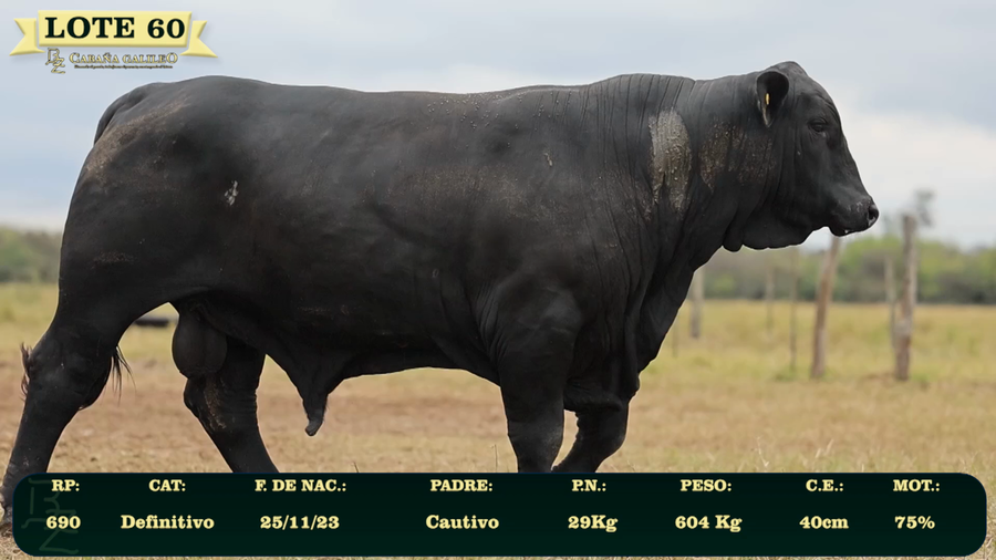 Lote LOTE 60
