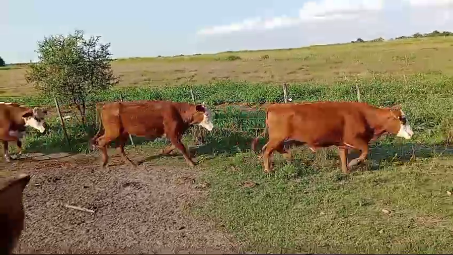 Lote 36 Vacas de invernar