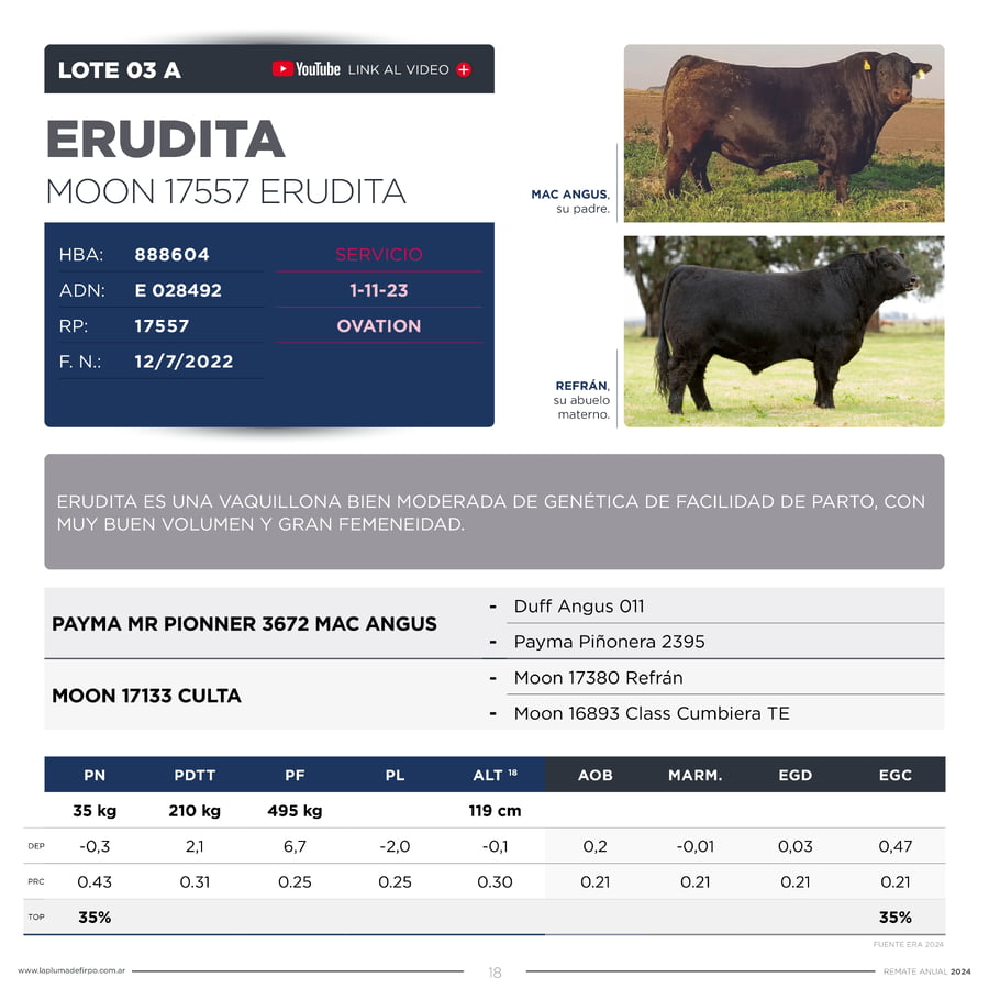 Lote VAQUILLONAS ELITE