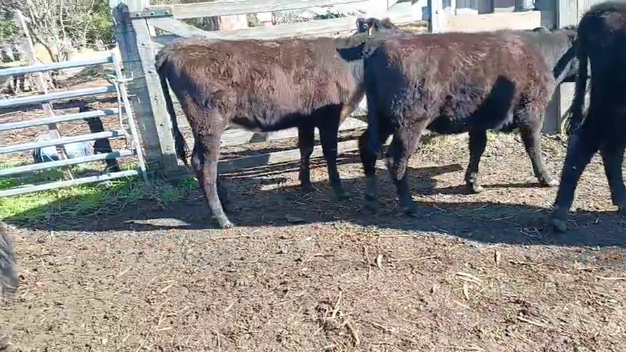 Lote 13 Terneras a remate en Pantalla Aniversario - Escritorio Camy, San José