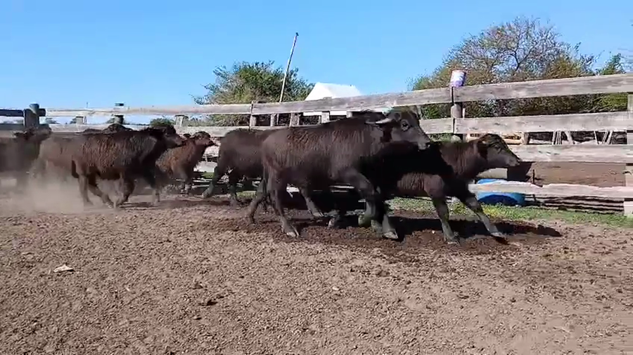 Lote 20 Búfalos