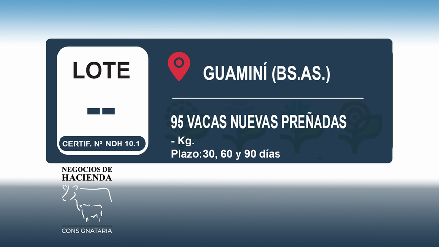 Lote 95 Vacas nuevas Preñadas en Buenos Aires, Guaminí