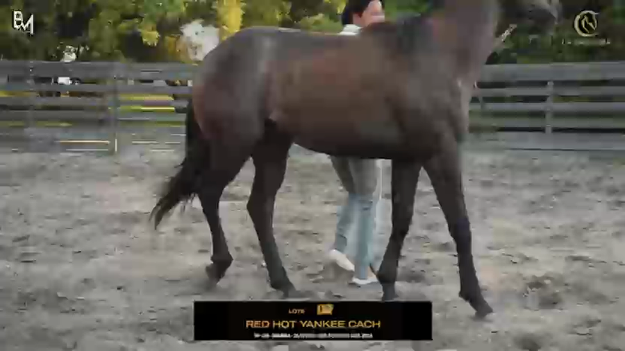 Lote RED HOT YANKEE CACH