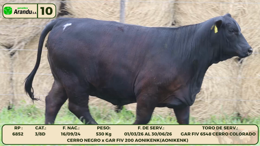 Lote LOTE 10