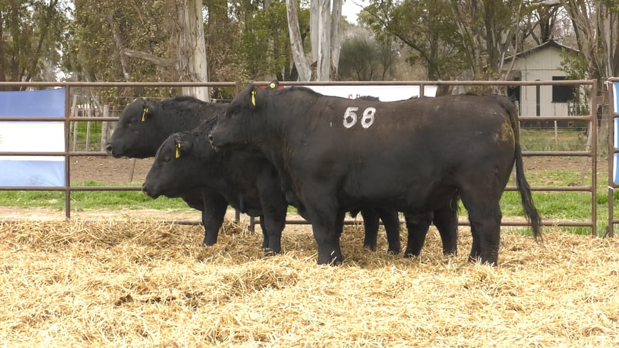 Lote TOROS ANGUS NEGROS PC