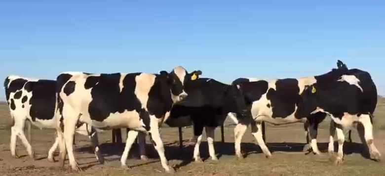 Lote 5 Vaquillonas en Las Rosas, Santa Fe