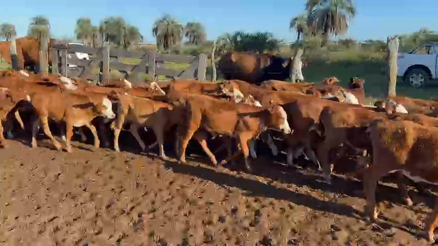 Lote 320 Terneros/as