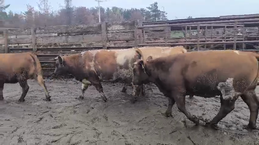 Lote 20 Vaquilla Gorda en Los Ángeles, VIII Región Biobío