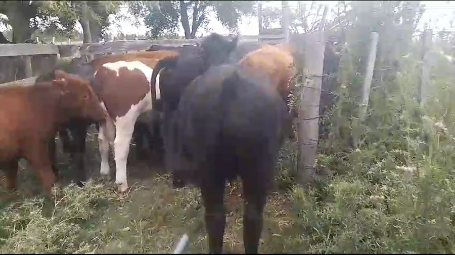 Lote 15 Novillos Hereford a remate en Ultima Pantalla del Año - Escritorio Camy en Paso del Rey