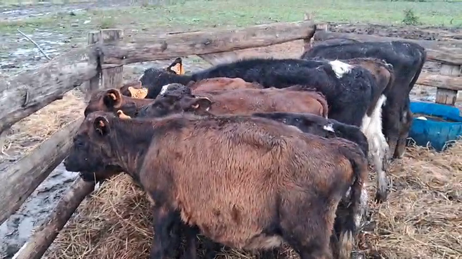 Lote 11 Terneros a remate en Pantalla Camy, San José