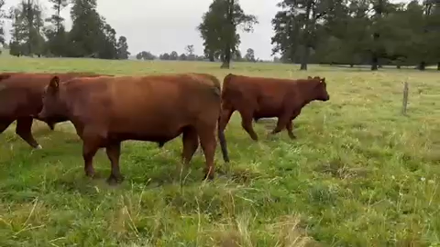 Lote 42 Novillo Gordo en Purranque, X Región Los Lagos