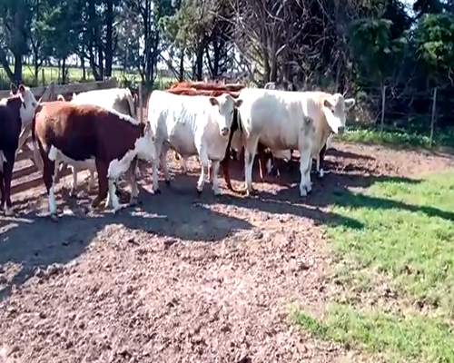 Lote (Vendido)17 Novillitos y vaquillonas a remate en Primer Remate Virtual, Córdoba