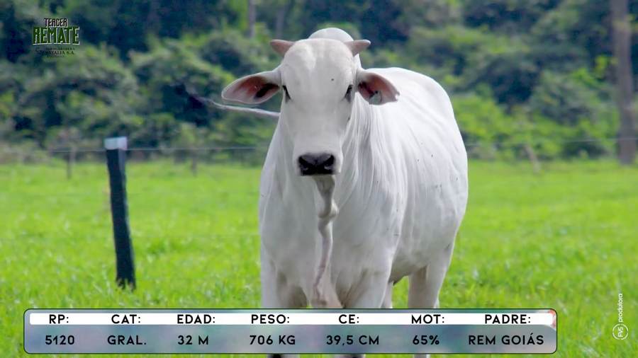 Lote Toros a remate en Tercer Remate Agroganadera Natalia, Concepción