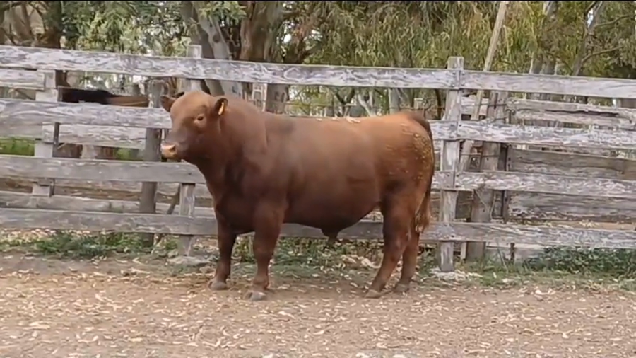 Lote Toros PO ANGUS a remate en Remate Presencial en OMBUES DE LAVALLE