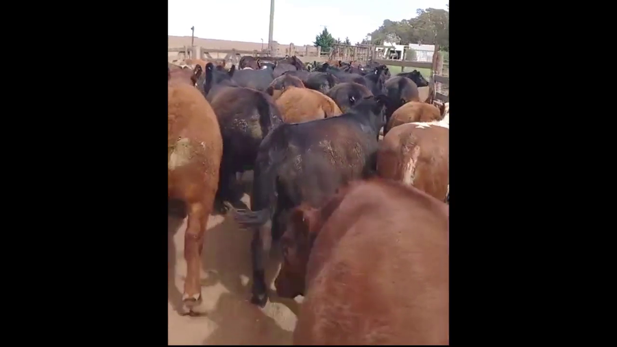 Lote 43 Novillitos y  Vaquillonas