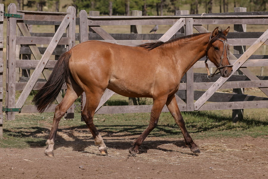 Lote FEDERAL ESPIGADA