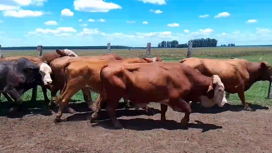 Lote 33 Faena en Corrientes, Virasoro