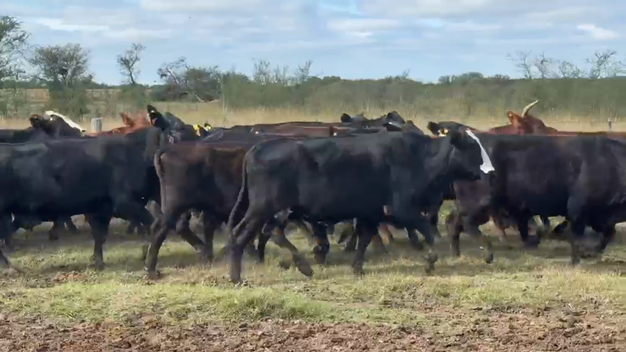 Lote 40 Vacas de invernar