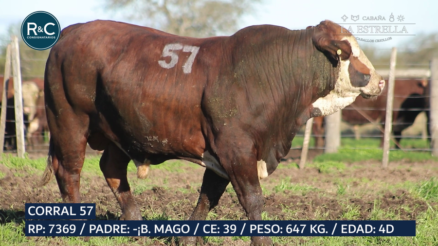 Lote Toro Braford