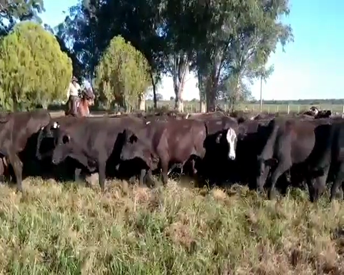 Lote 200 Terneros en Gral. San Martín, Chaco