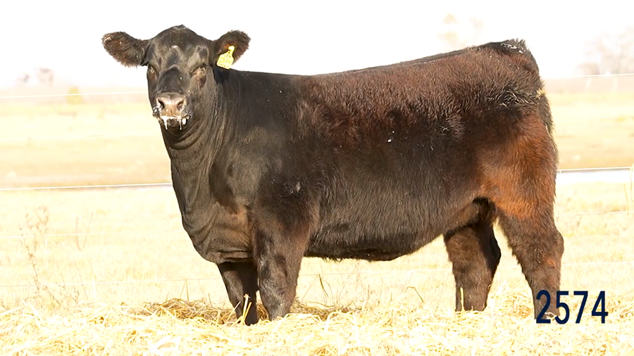 Lote Ternera