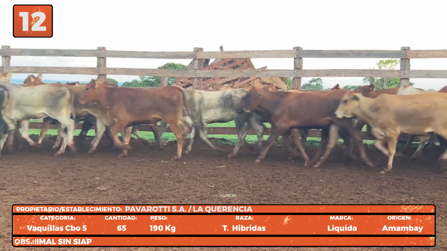 Lote LOTE 12