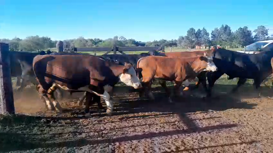 Lote 60 Novillos