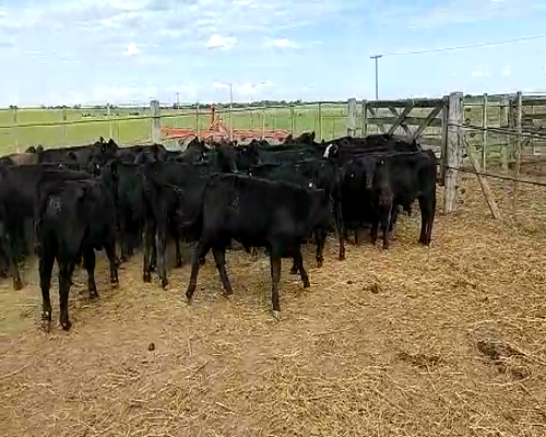 Lote 129 Terneros de Invernada