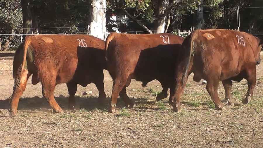 Lote TOROS PUROS CONTROLADOS COLORADOS