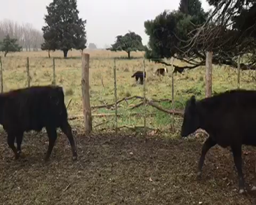 Lote 12 Terneros en La Plata, Buenos Aires