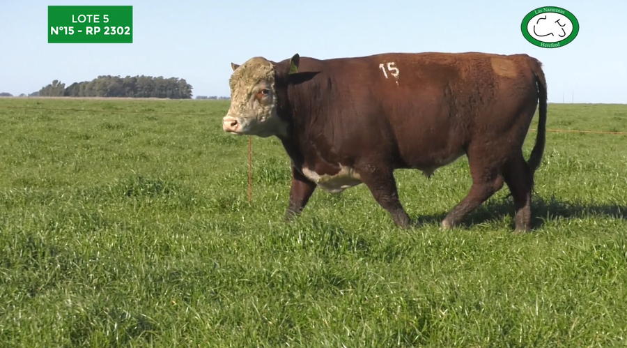 Lote Toros Polled Hereford Puros Registrados. Las Nazarenas