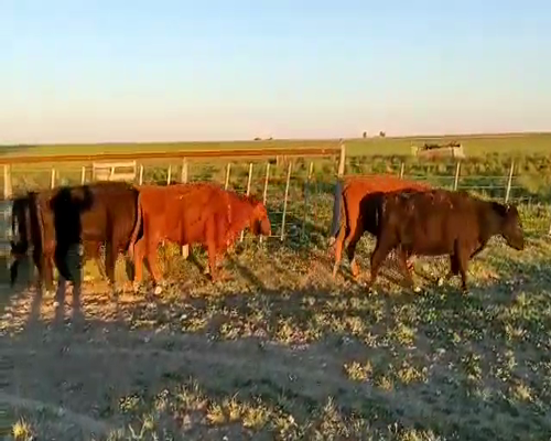 Lote 74 Vacas CUT con cría en Bahía Blanca, Buenos Aires