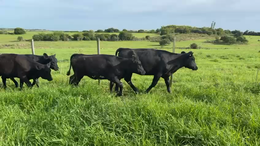 Lote VAQUILLONAS 1 a 2 AÑOS