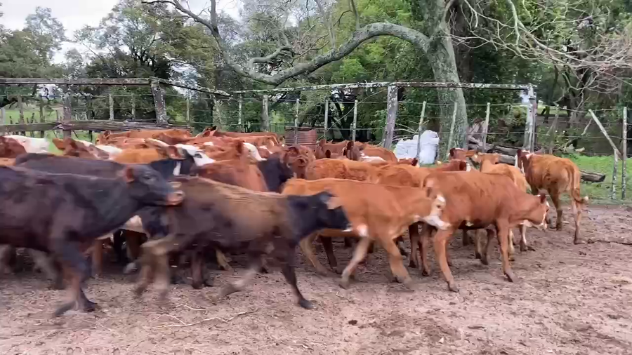 Lote 60 Terneros/as en Ita-Ibate, Corrientes