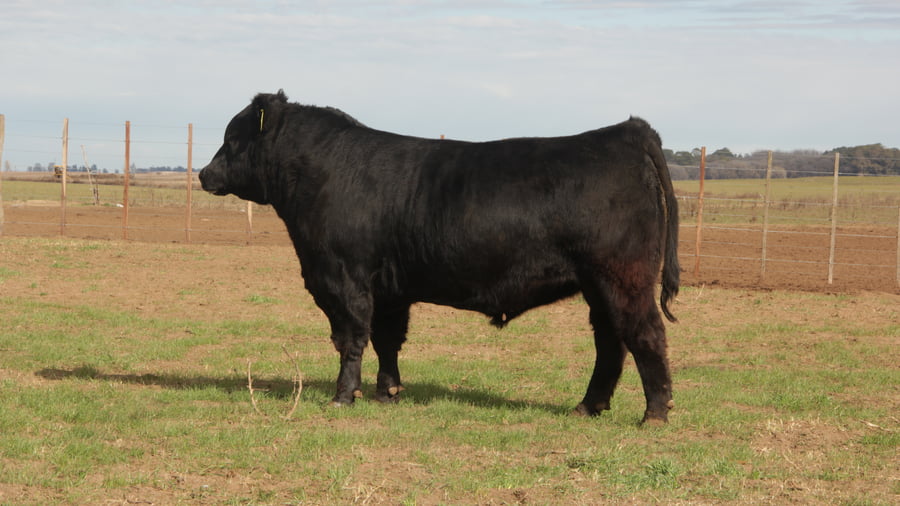 Lote TOROS PUROS DE PEDIGREE